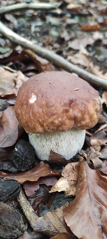 hríb smrekový Boletus edulis Bull.