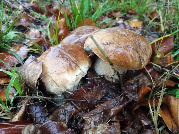 hríb smrekový Boletus edulis Bull.