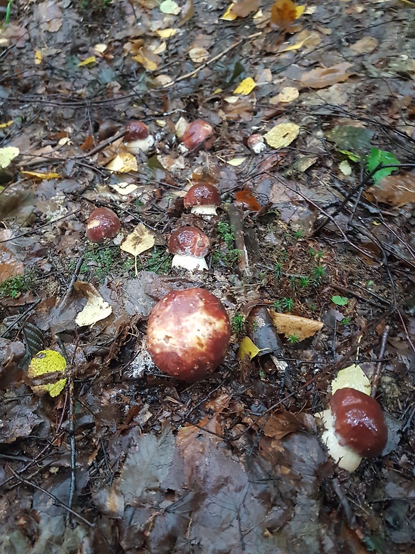 hríb sosnový Boletus pinophilus Pil. et Dermek in Pil.