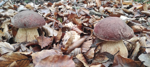 hríb sosnový Boletus pinophilus Pil. et Dermek in Pil.