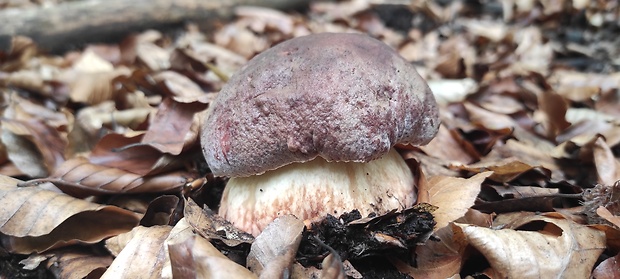 hríb sosnový Boletus pinophilus Pil. et Dermek in Pil.