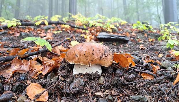 hríb dubový Boletus reticulatus Schaeff.