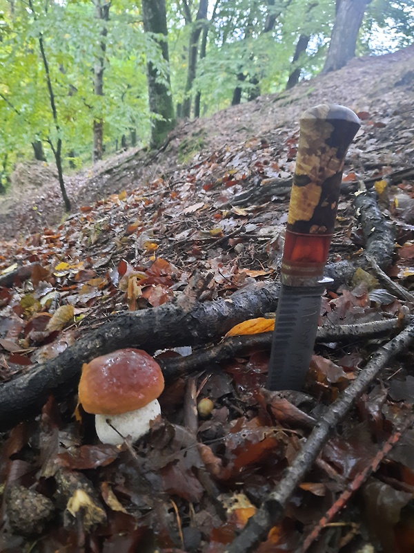 hríb Boletus sp.