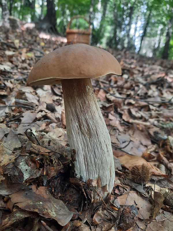 hríb Boletus sp.