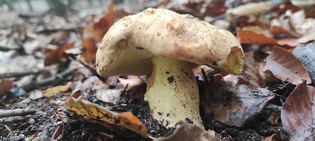 hríb horský Butyriboletus subappendiculatus (Dermek, Lazebn. & J. Veselský) D. Arora & J.L. Frank