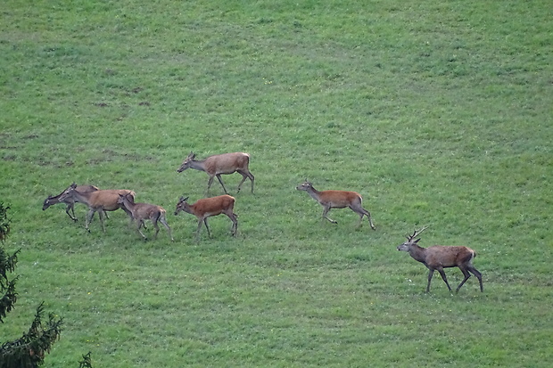 jeleň lesný Cervus elaphus