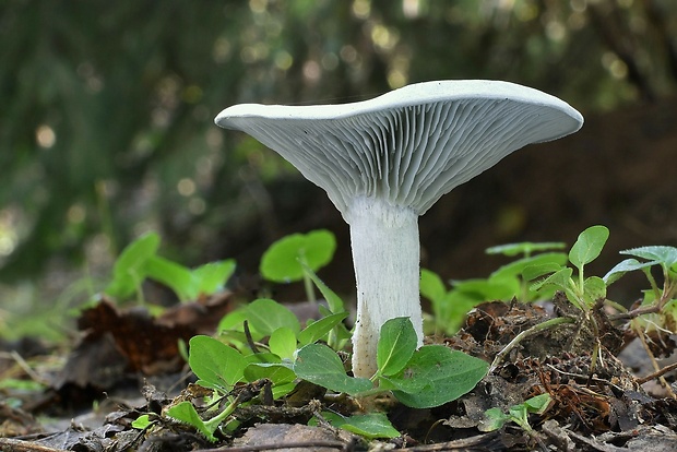 strmuľka anízová Clitocybe odora (Bull.) P. Kumm.