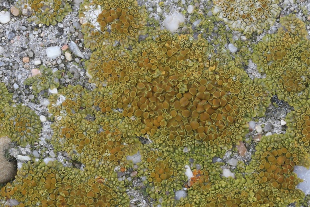 krásnica Gyalolechia flavovirescens (Wulfen) Søchting, Frödén & Arup