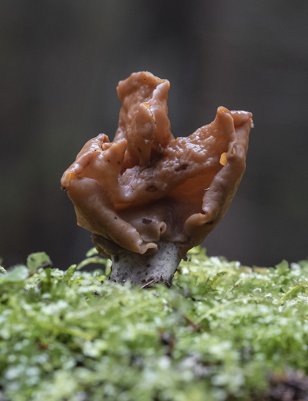 ušiak mitrovitý Gyromitra infula (Schaeff.) Quél.