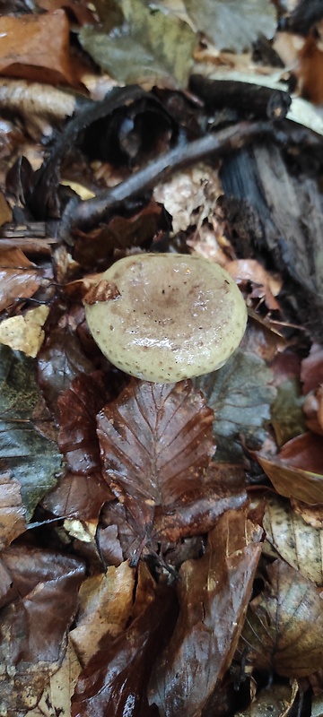 rýdzik sivozelený Lactarius blennius (Fr.) Fr.