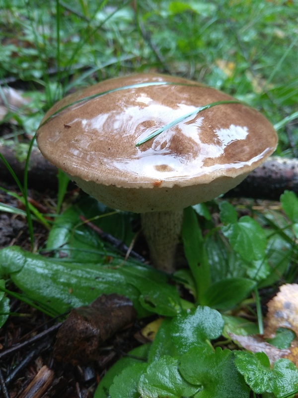 kozák brezový Leccinum scabrum (Bull.) Gray