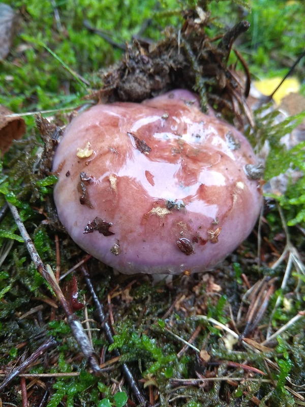 pôvabnica fialová Lepista nuda (Bull.) Cooke