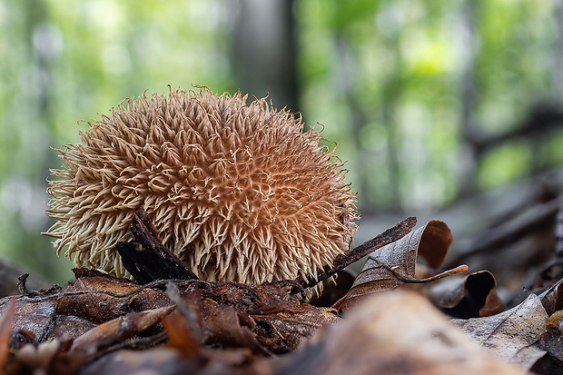 prášnica pichliačová Lycoperdon echinatum Pers.