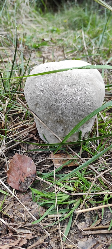 rozpadavec dlabaný Lycoperdon utriforme Bull.