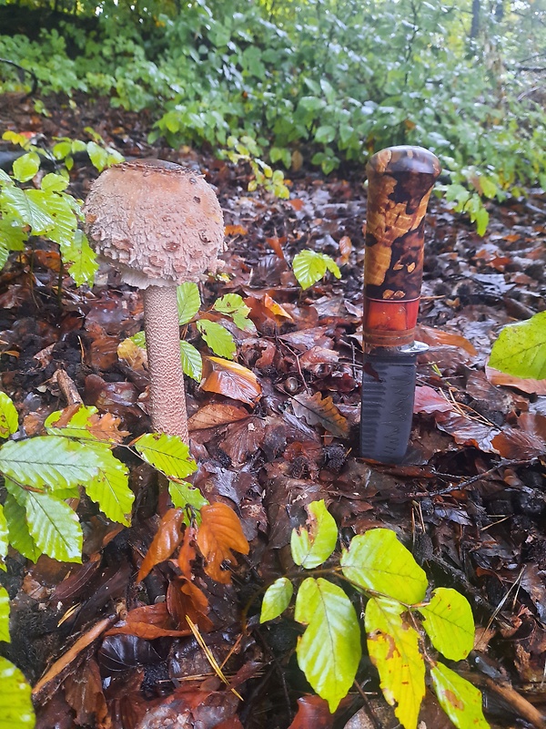 bedľa vysoká Macrolepiota procera (Scop.) Singer