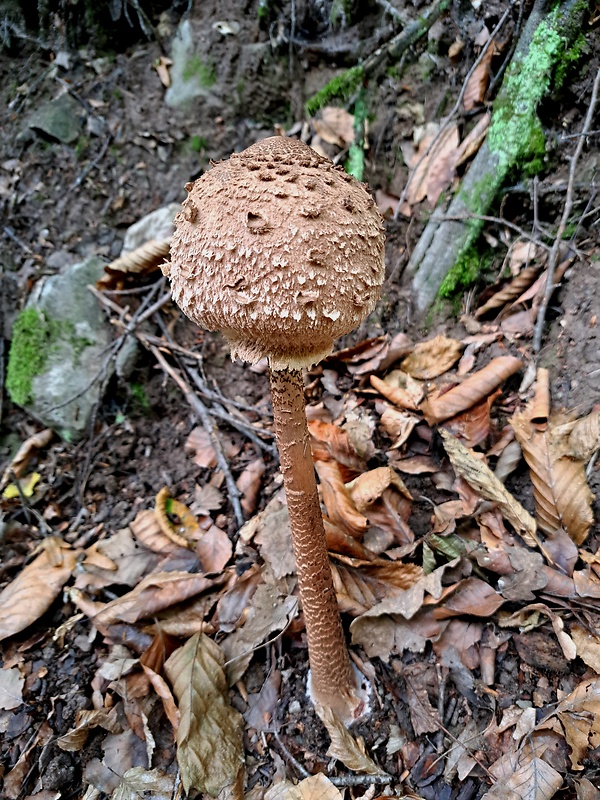 bedľa vysoká Macrolepiota procera (Scop.) Singer