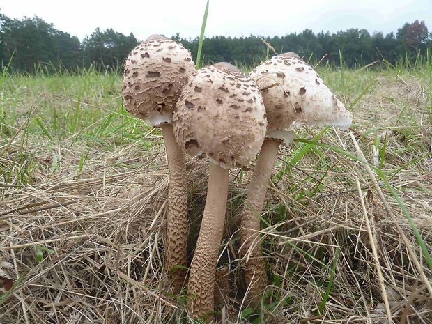 bedľa vysoká Macrolepiota procera (Scop.) Singer