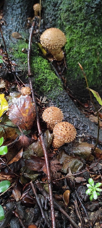 šupinovka šupinatá Pholiota squarrosa (Vahl) P. Kumm.