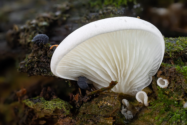 hlivuľa uškatá Pleurocybella porrigens (Pers.) Singer