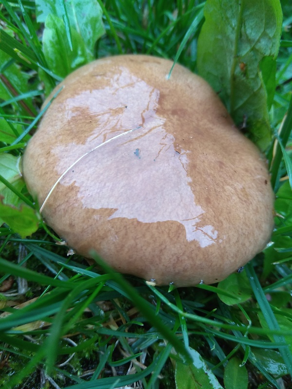 masliak kopcový Suillus collinitus (Fr.) Kuntze