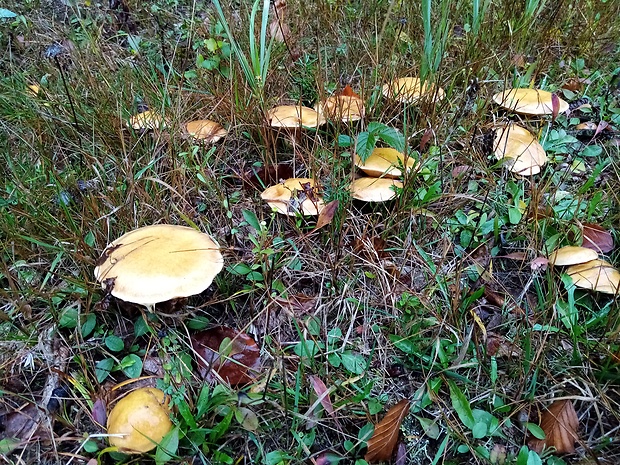 masliak Suillus sp.