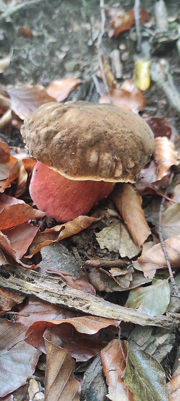 hríb zrnitohlúbikový Sutorius luridiformis (Rostk.) G. Wu & Zhu L. Yang