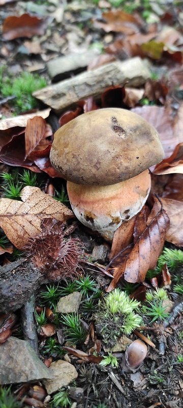 hríb zrnitohlúbikový Sutorius luridiformis (Rostk.) G. Wu & Zhu L. Yang