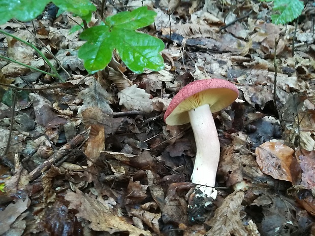 čírovec červenožltý Tricholomopsis rutilans (Schaeff.) Singer