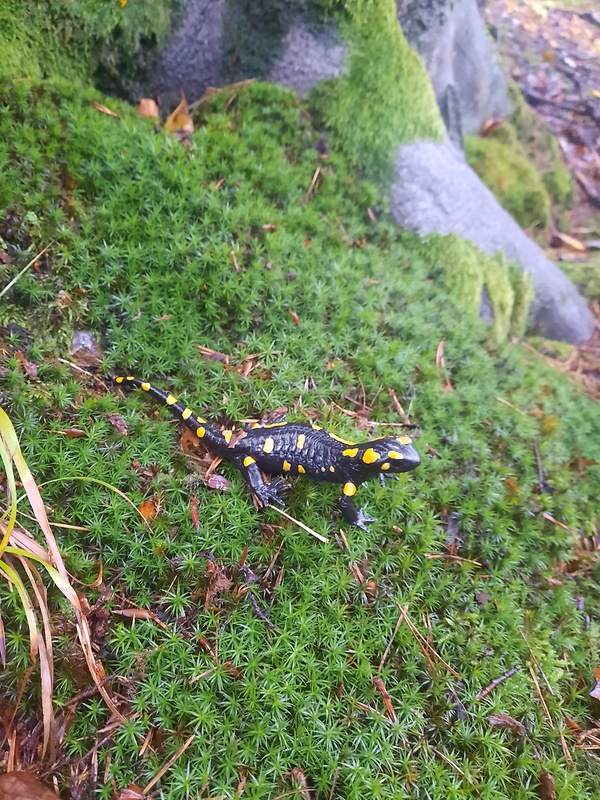 salamandra škvrnitá