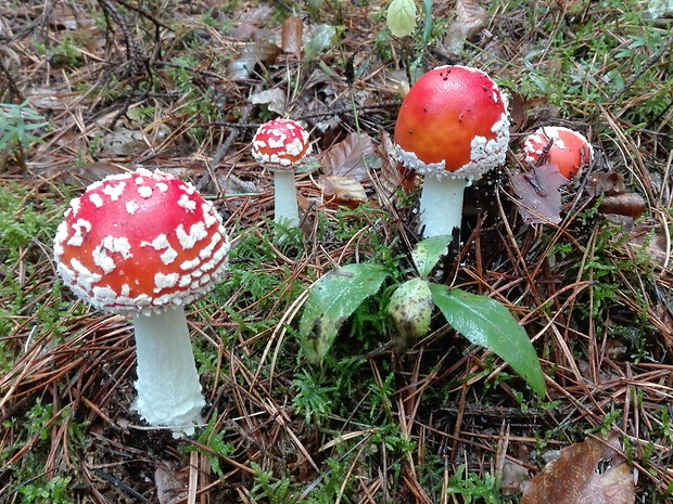 muchotrávka červená Amanita muscaria (L.) Lam.