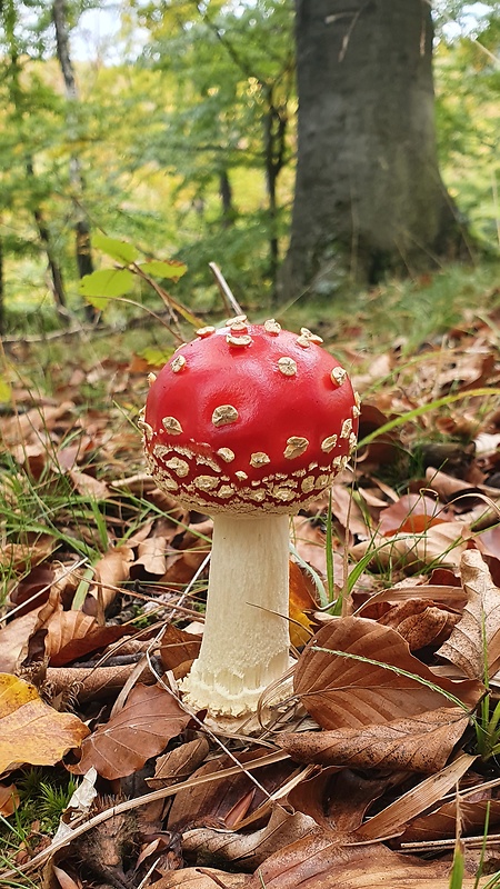 muchotrávka červená Amanita muscaria (L.) Lam.