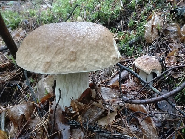 hríb smrekový Boletus edulis Bull.