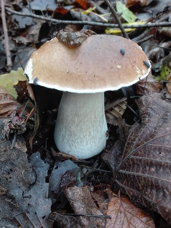 hríb smrekový Boletus edulis Bull.