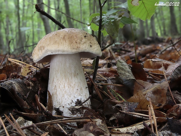 hríb smrekový Boletus edulis Bull.