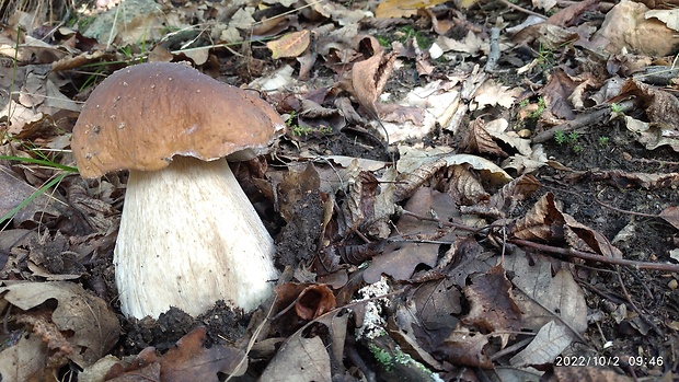 hríb smrekový Boletus edulis Bull.