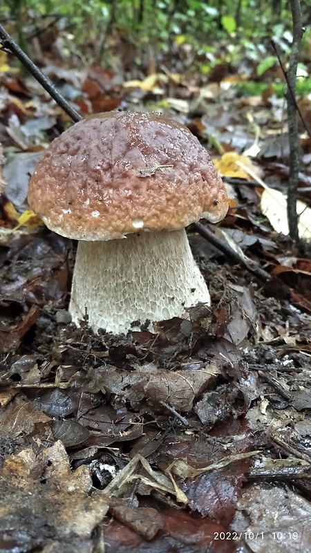 hríb smrekový Boletus edulis Bull.