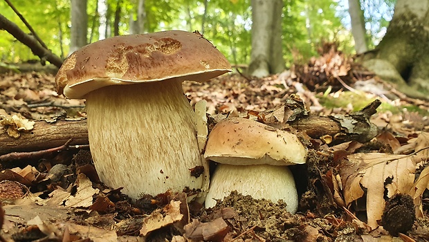 hríb smrekový Boletus edulis Bull.