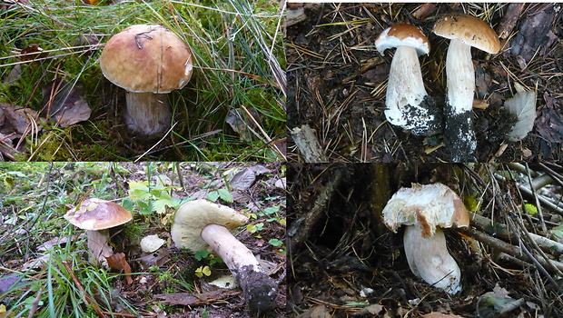 hríb smrekový Boletus edulis Bull.