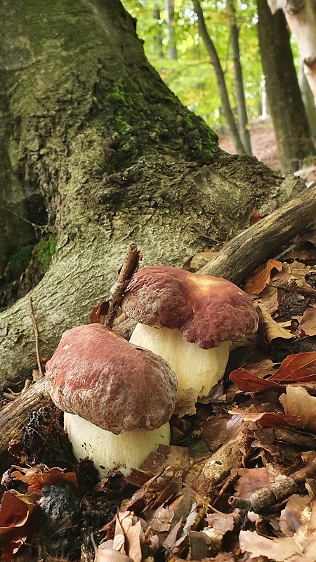 hríb sosnový Boletus pinophilus Pil. et Dermek in Pil.