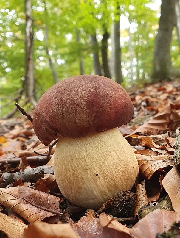 hríb sosnový Boletus pinophilus Pil. et Dermek in Pil.