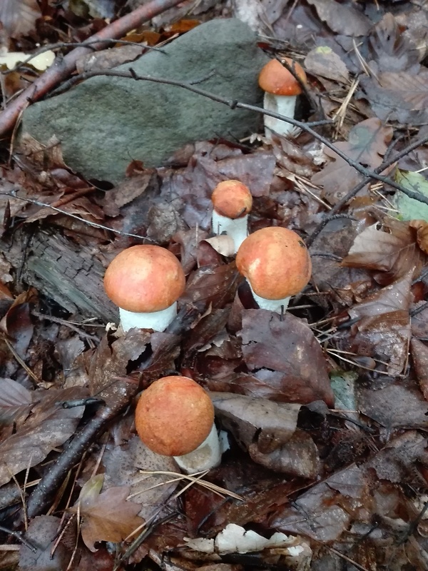 kozák osikový Leccinum albostipitatum den Bakker & Noordel.