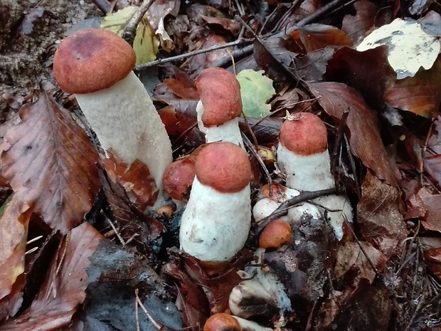 kozák osikový Leccinum albostipitatum den Bakker & Noordel.