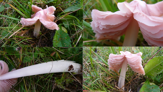 lúčnica ružovočervená Porpolomopsis calyptriformis (Berk.) Bresinsky