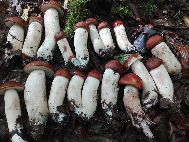 kozák osikový Leccinum albostipitatum den Bakker & Noordel.