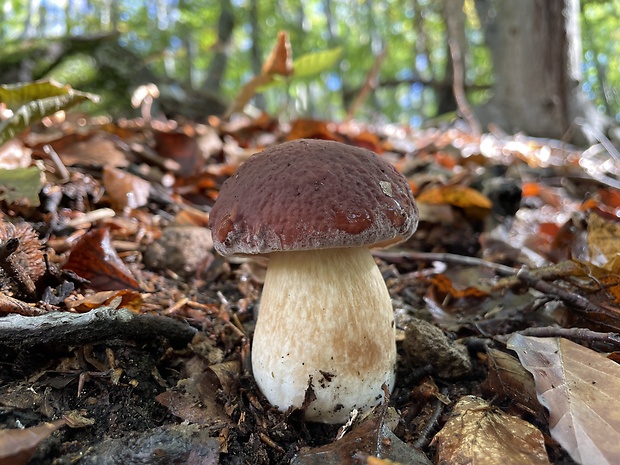 hríb sosnový Boletus pinophilus Pil. et Dermek in Pil.