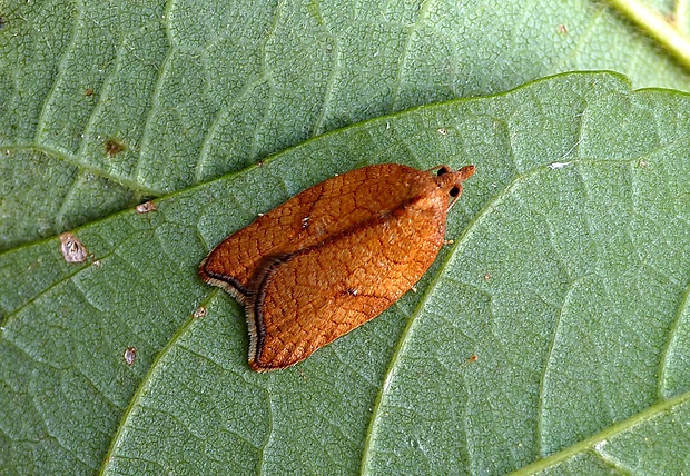 obaľovač hruškový Acleris rhombana