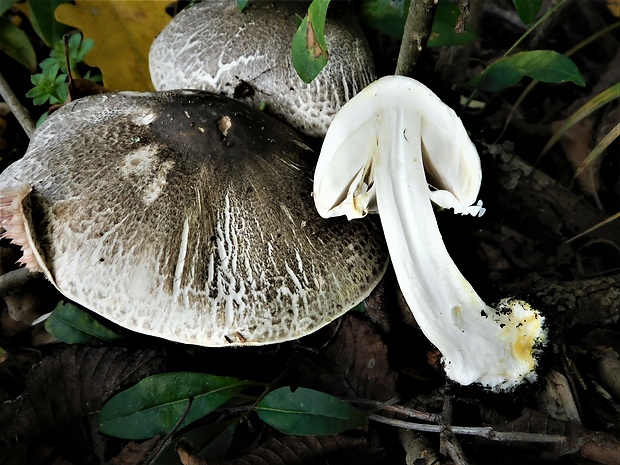 pečiarka perličková Agaricus praeclaresquamosus var. praeclaresquamosus A.E. Freeman