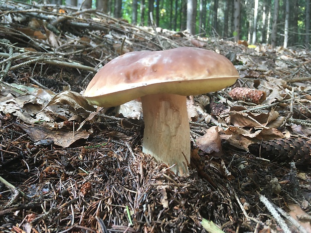 hríb smrekový Boletus edulis Bull.