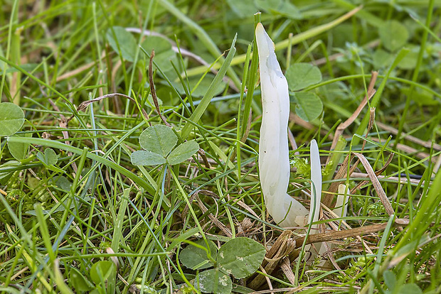 kyjačik lámavý Clavaria fragilis Holmsk.