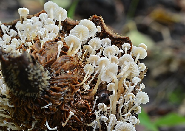 peniazovka štetinkatá Collybia cirrhata (Schumach.) Quél.